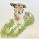 Hund (Pastell auf Pastellpapier)