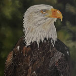 Weißkopfseeadler (Öl auf Leinwand)